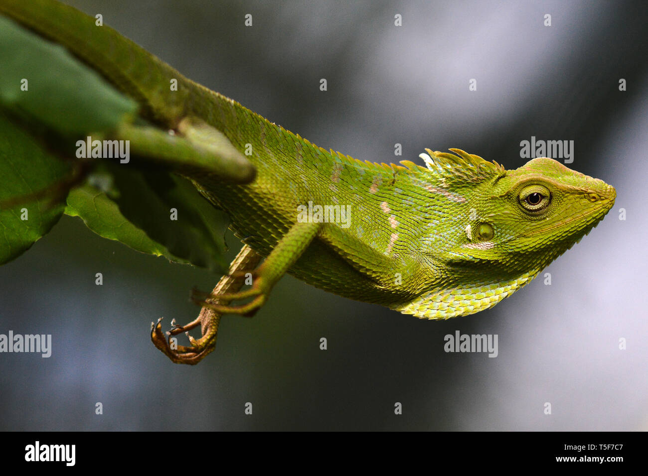 Iguana camaleonte Foto Stock