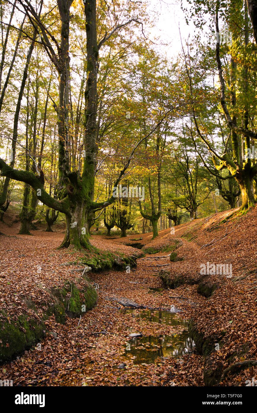 Foresta Otzarreta Foto Stock