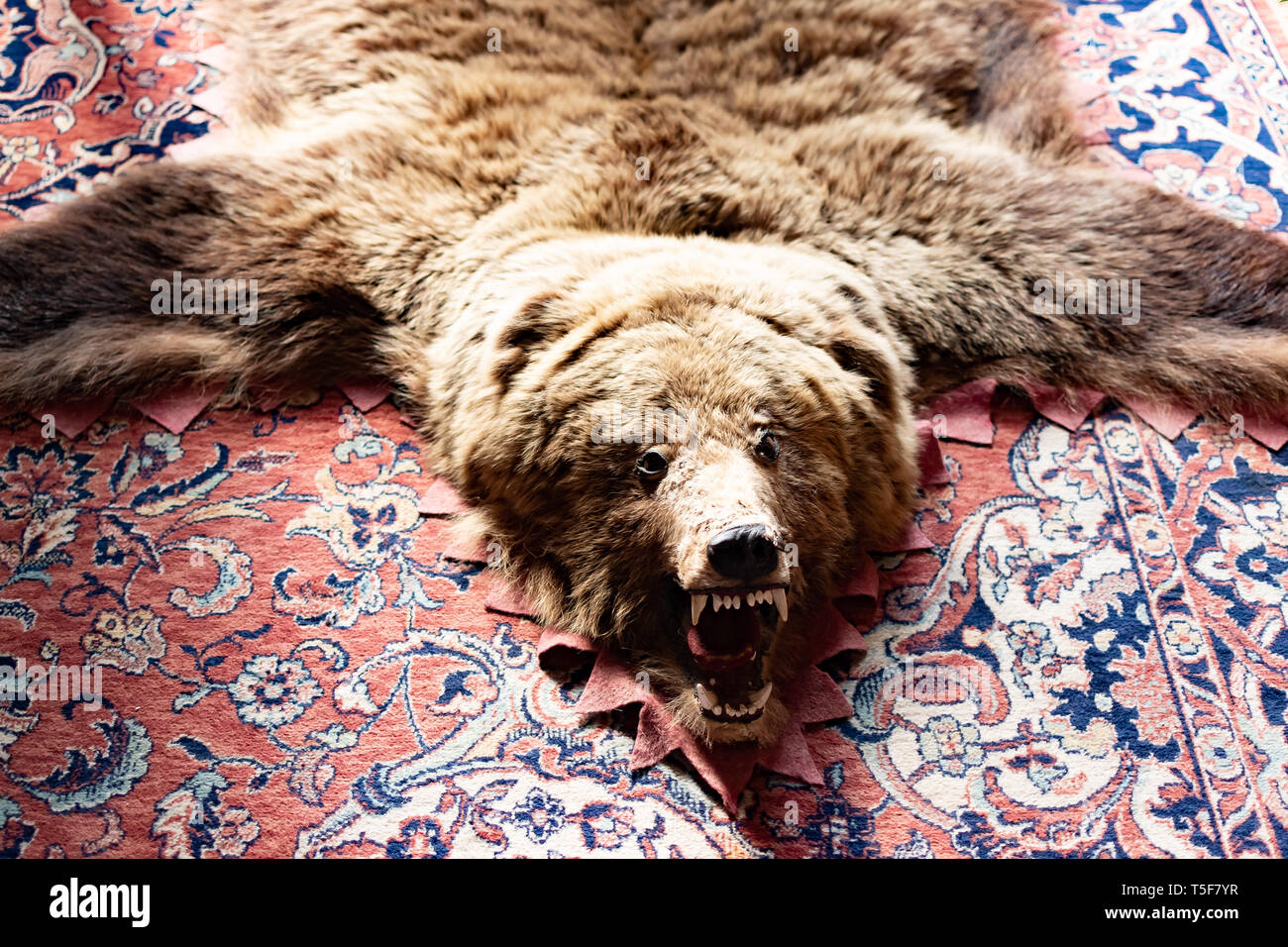 Tappeto di pelle d'orso immagini e fotografie stock ad alta risoluzione -  Alamy