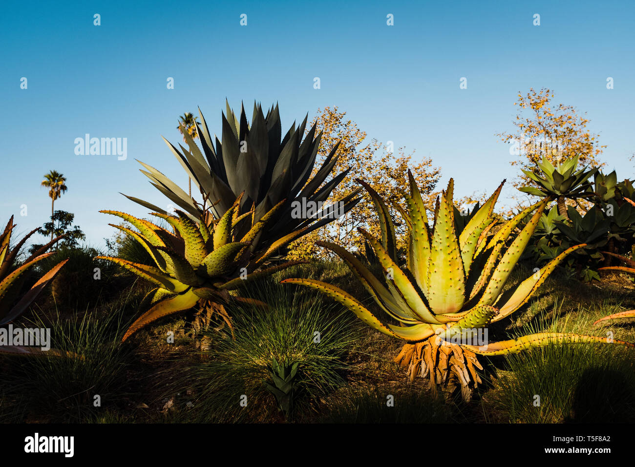 Il Cactus e cielo blu Foto Stock