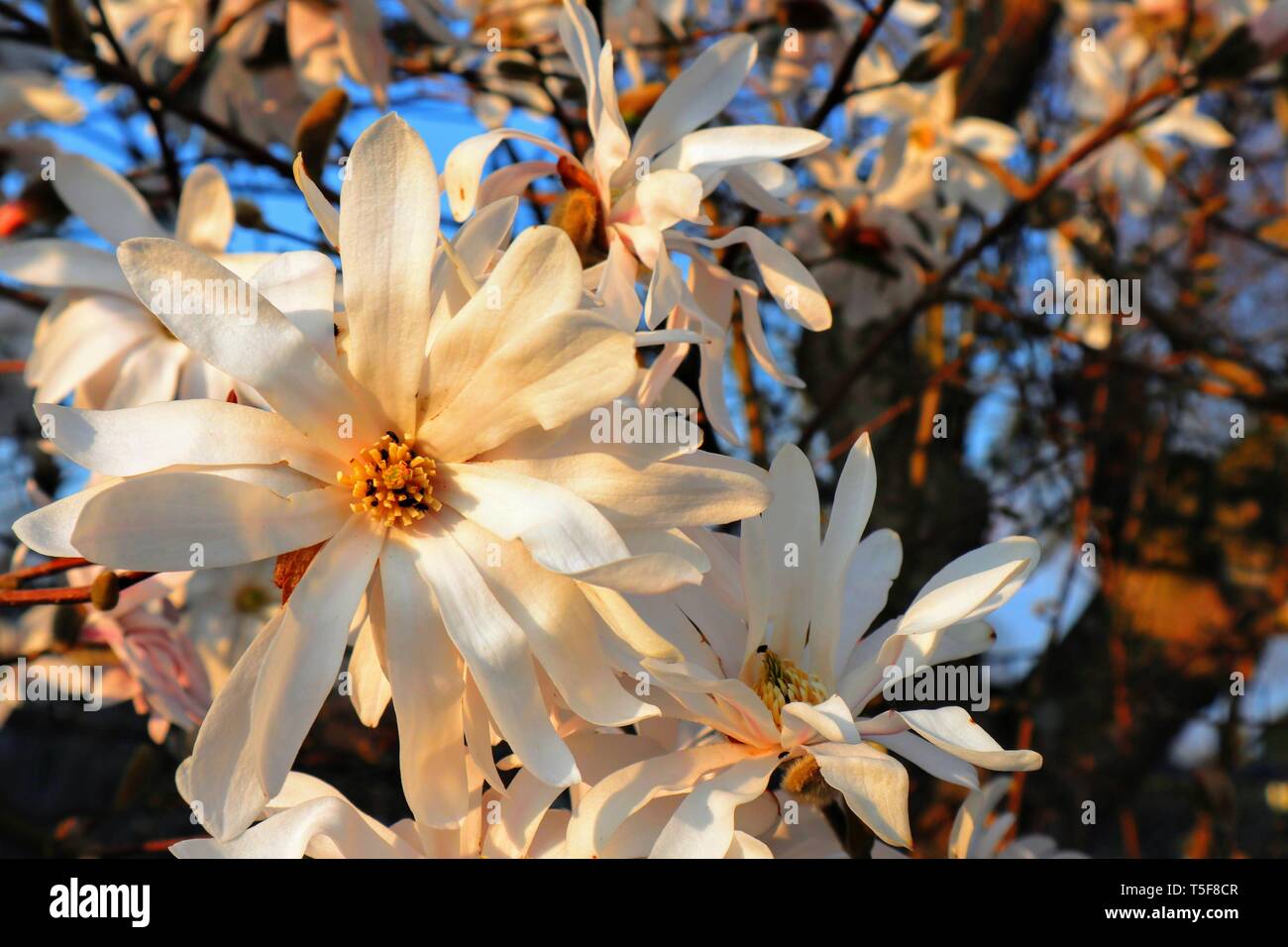 Bella stella magnolia in primavera con il buon tempo Foto Stock