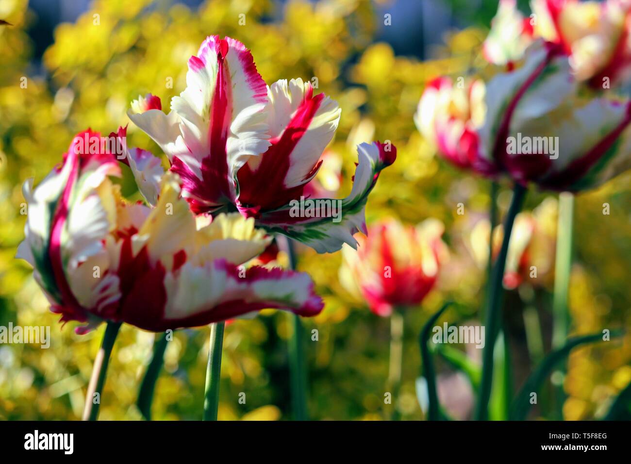 Parrot Tulip " Flaming Parrot' Tulipa ×gesneriana Parrot Foto Stock