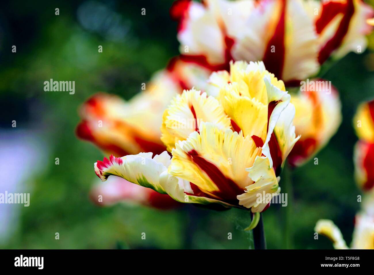 Parrot Tulip " Flaming Parrot' Tulipa ×gesneriana Parrot Foto Stock