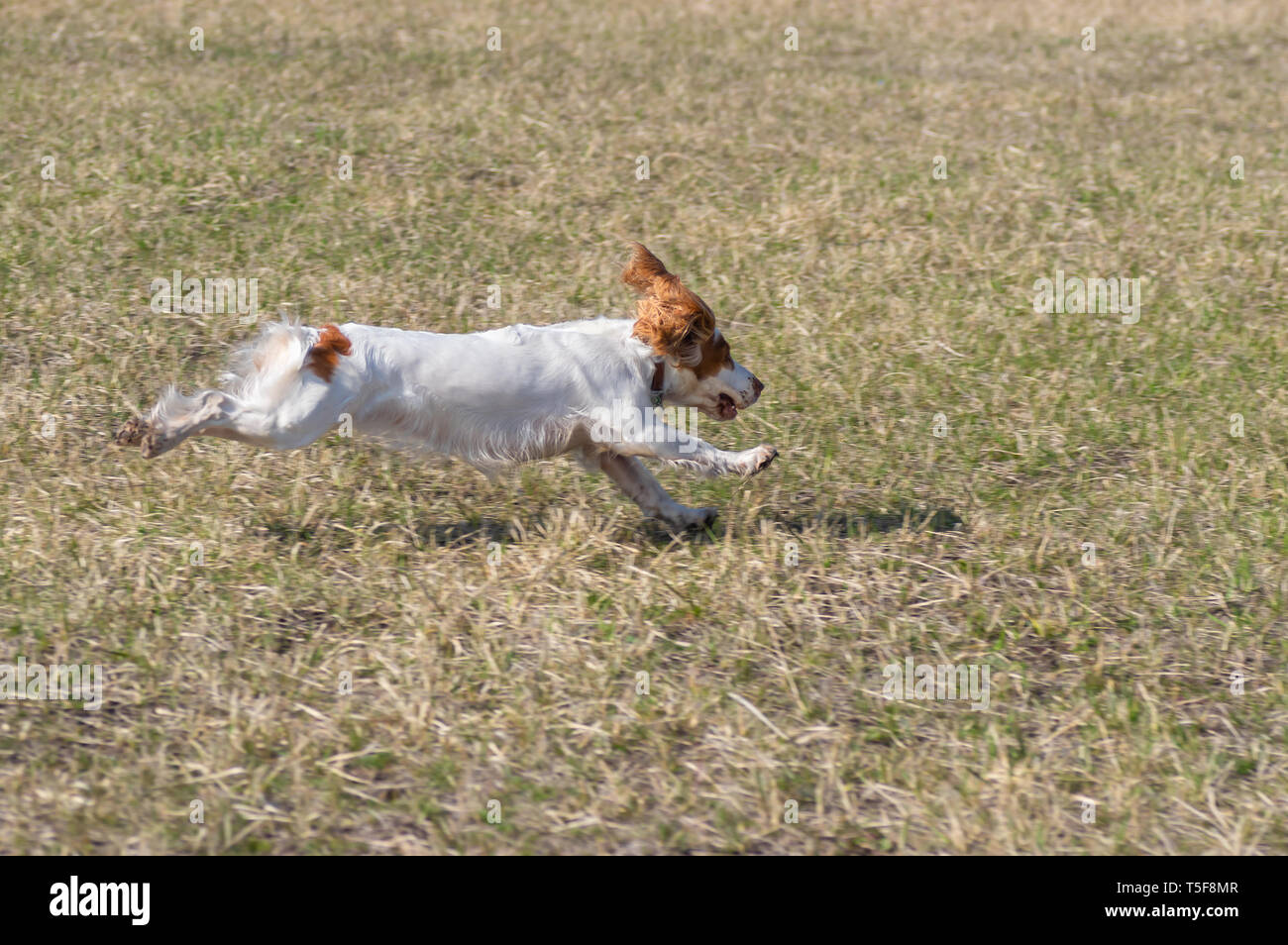 Russian Spaniel cane in fase di volo su campo primaverile mentre facendo il coursing Foto Stock