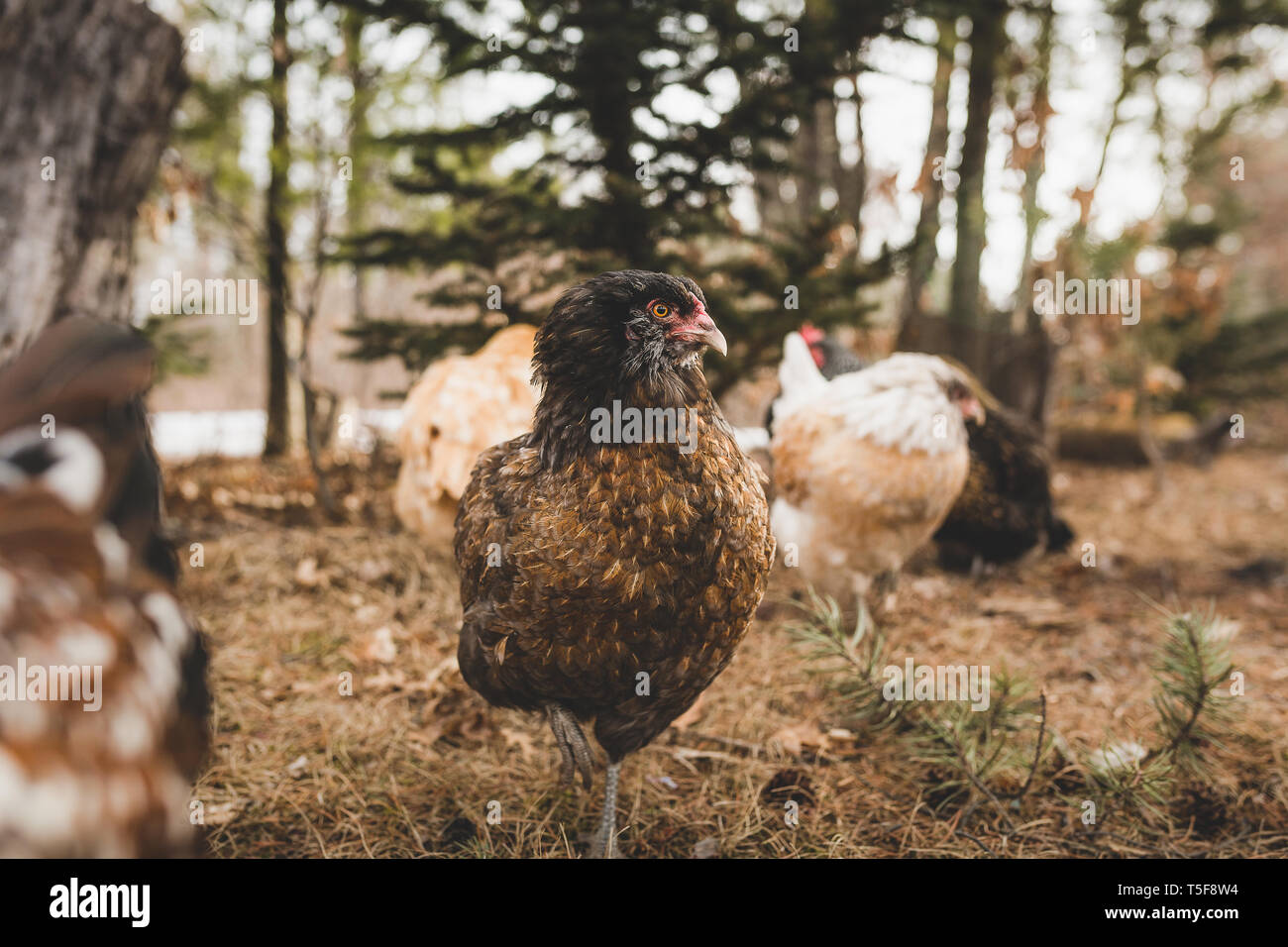 Black easter Egger Hen free che va in erba con altre galline Foto Stock