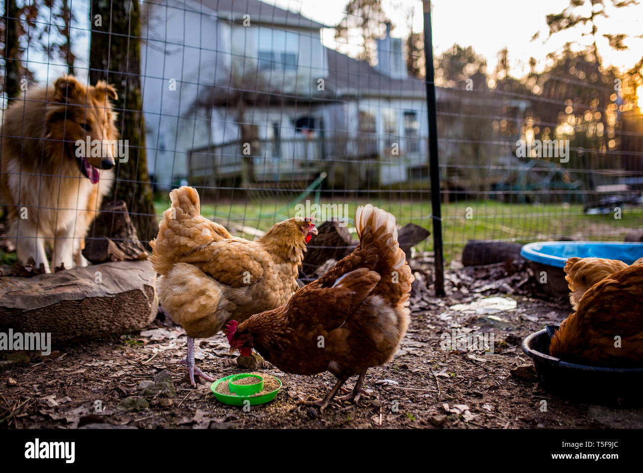 Curioso collie orologi backyard polli mangiare al tramonto Foto Stock