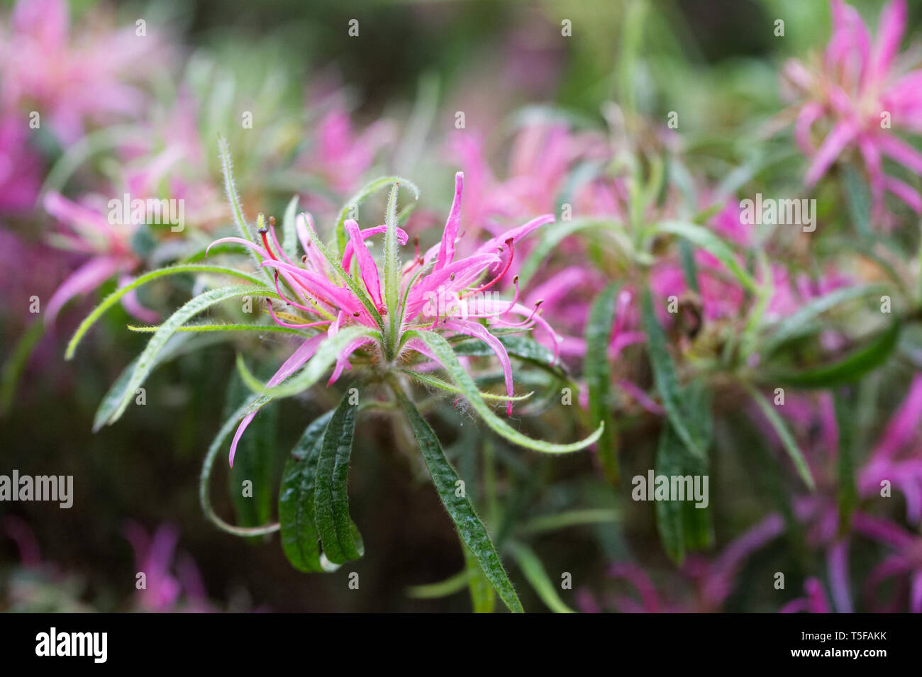 Rhododendron stenopetalum 'Linearifolium' Fiori. Foto Stock