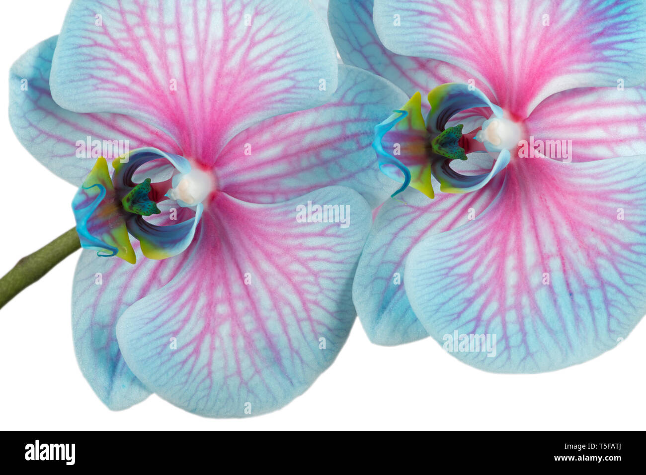 Pink & blue Phalaenopsis Orchid Foto Stock