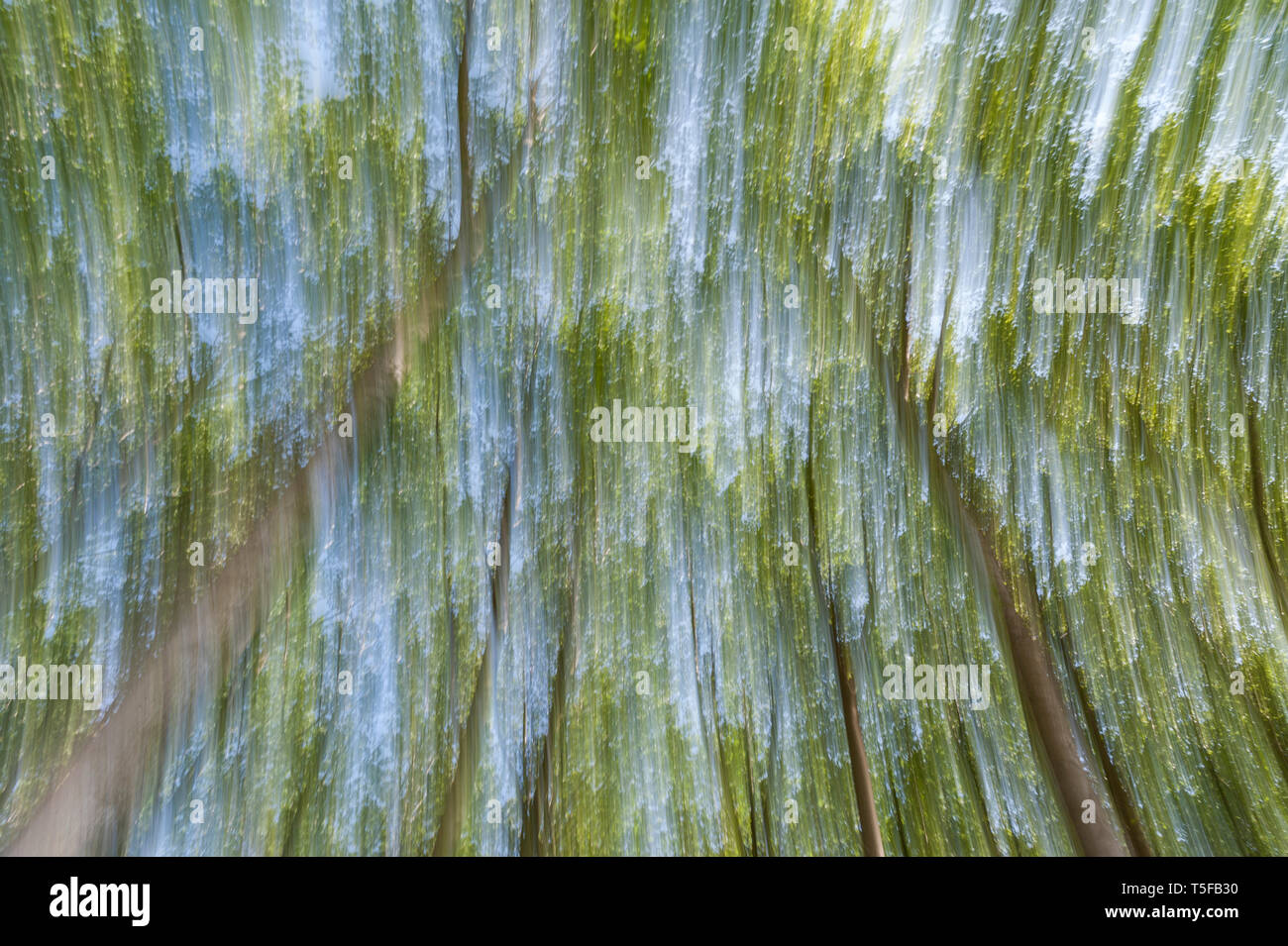 Abstract motion blur di alberi in una foresta - una lunga esposizione Foto Stock
