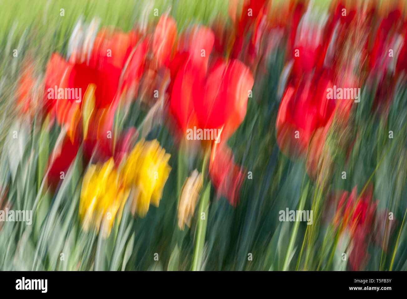 Abstract motion blur di fiori (tulipani) - lunga esposizione Foto Stock