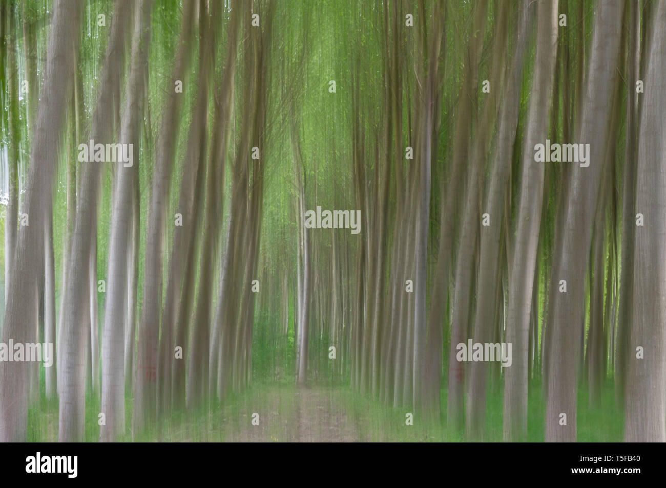 Abstract motion blur di alberi in una foresta - una lunga esposizione Foto Stock