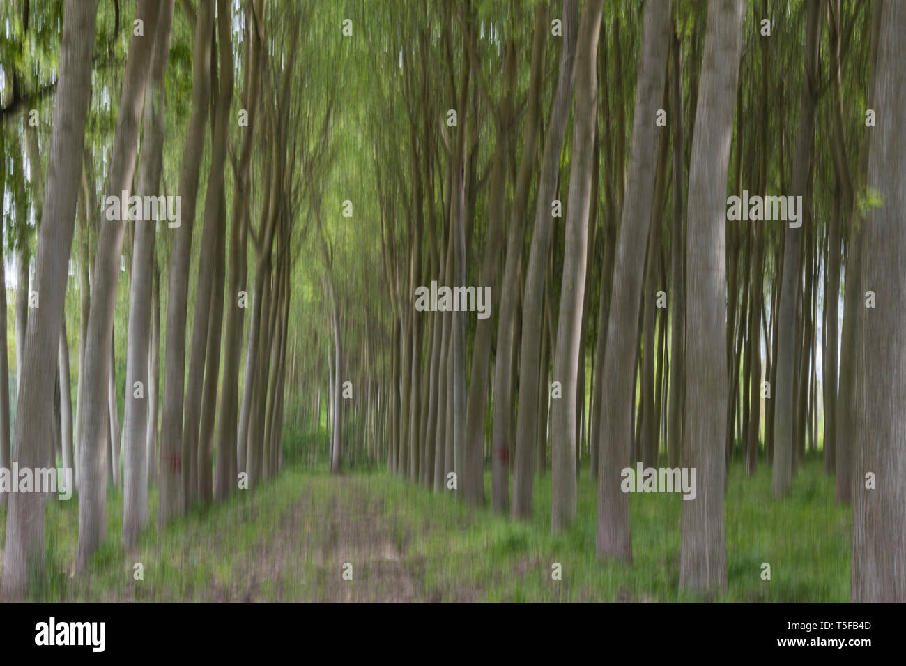 Abstract motion blur di alberi in una foresta - una lunga esposizione Foto Stock