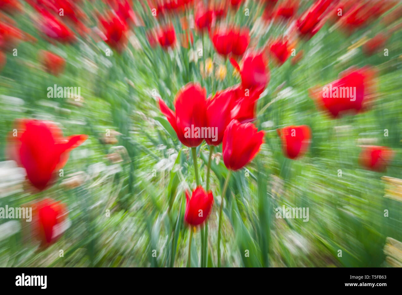 Abstract motion blur di fiori (tulipani) - lunga esposizione Foto Stock