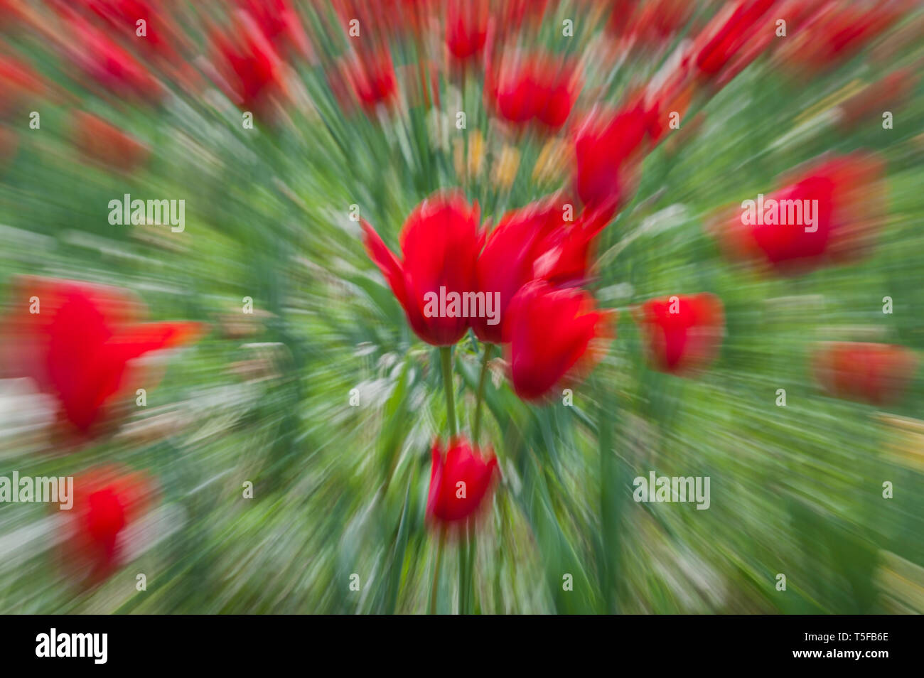 Abstract motion blur di fiori (tulipani) - lunga esposizione Foto Stock