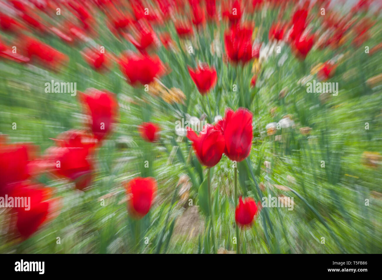 Abstract motion blur di fiori (tulipani) - lunga esposizione Foto Stock