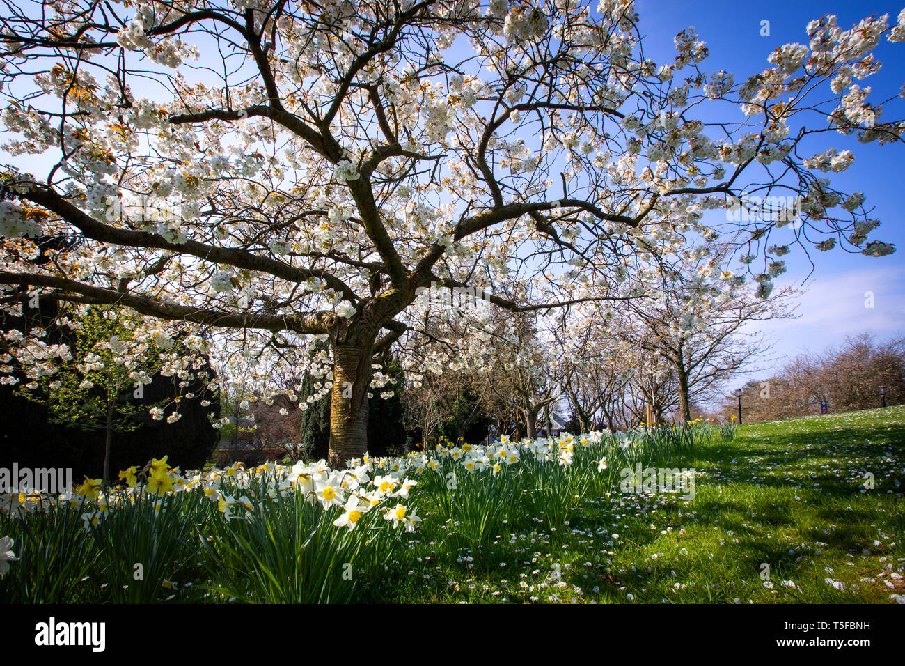 Stormont motivi in primavera, Belfast Foto Stock