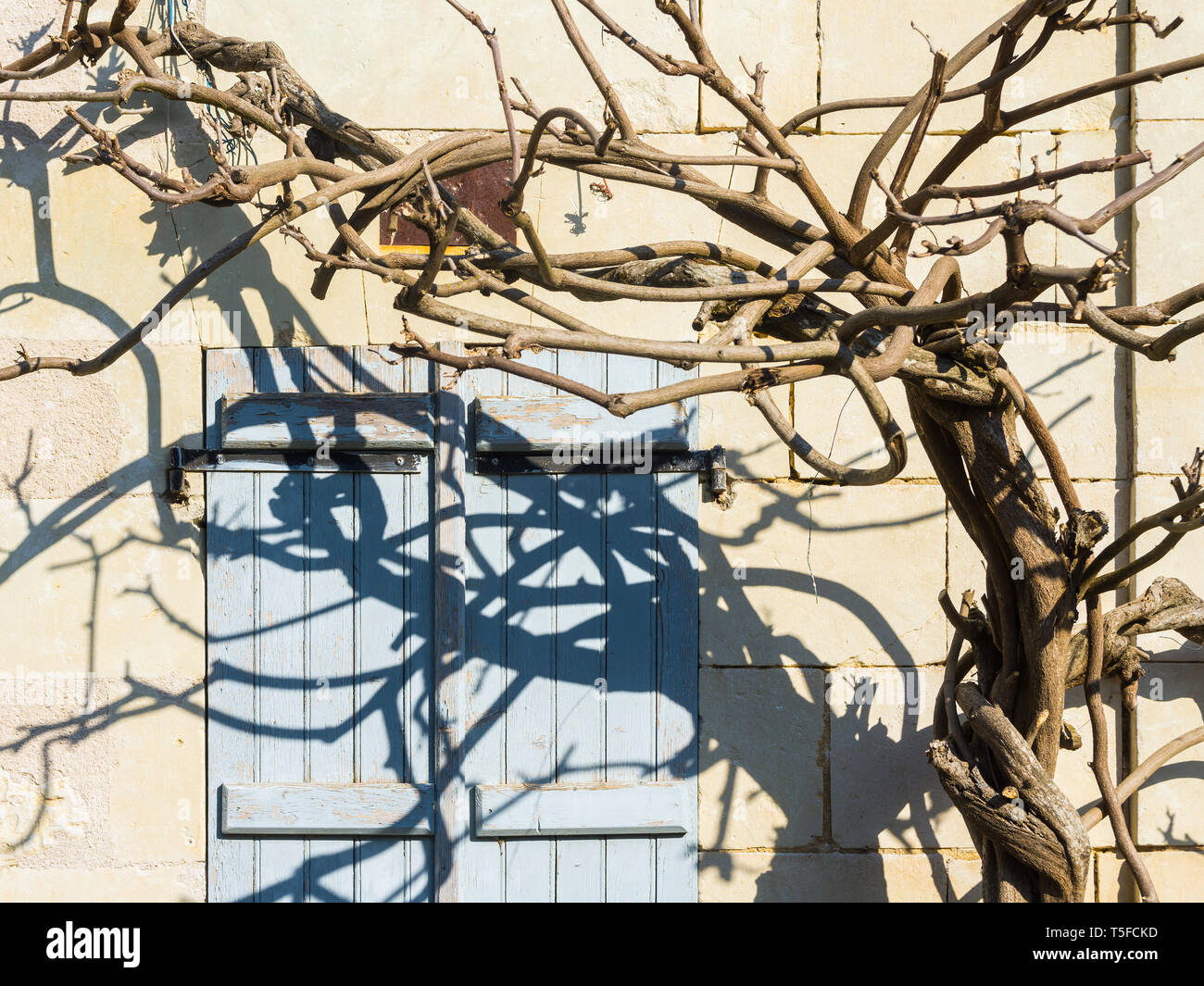 Vecchio vitigno ritorto e ombra contro house - Francia. Foto Stock