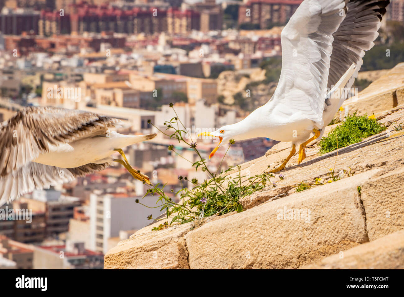 Foto di azione di sea gull difendendo il suo nido da un altro seagull al castello di Santa Barbara Alicante Spagna Foto Stock