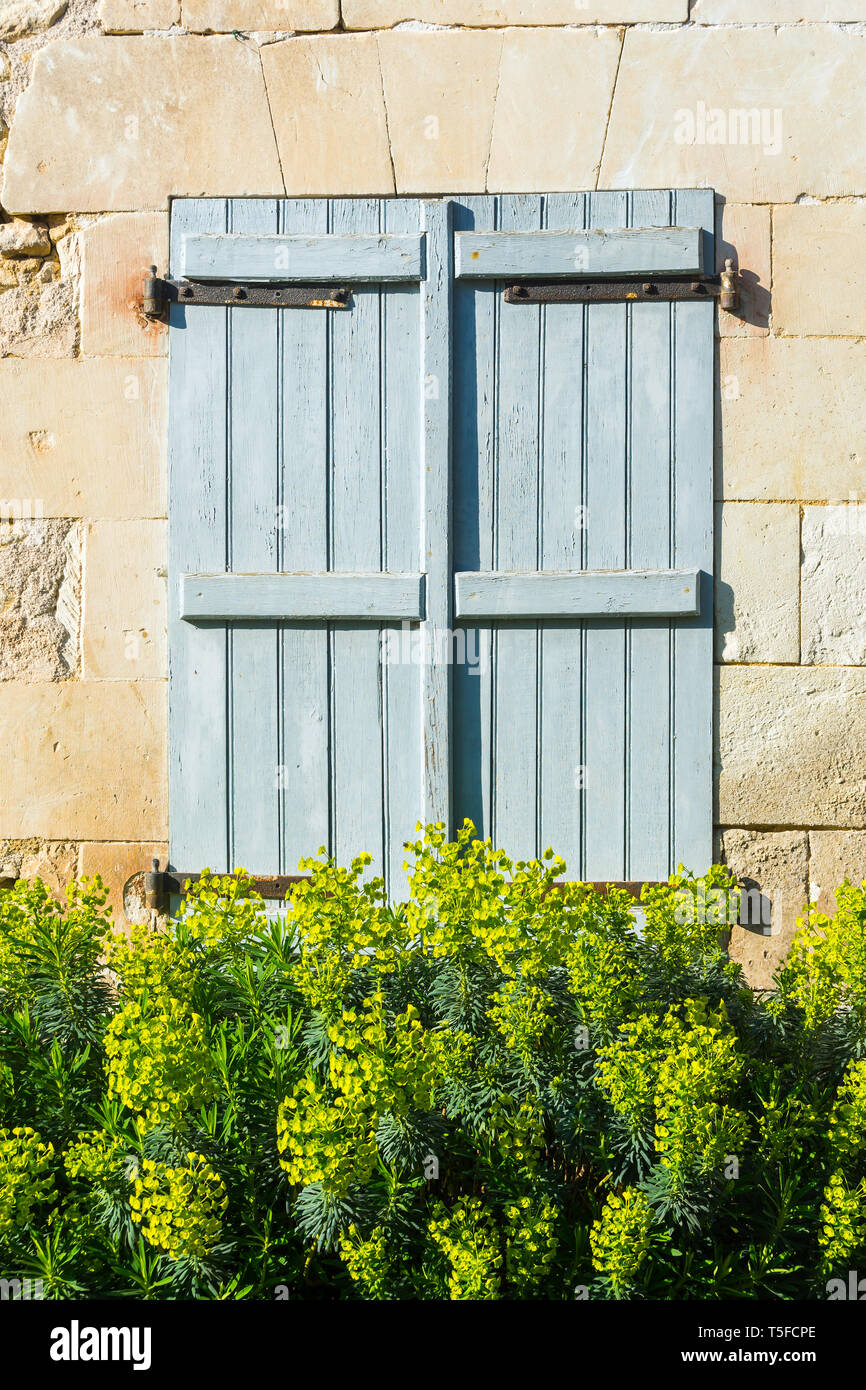 Fioritura di Euphorbia piante - Francia. Foto Stock