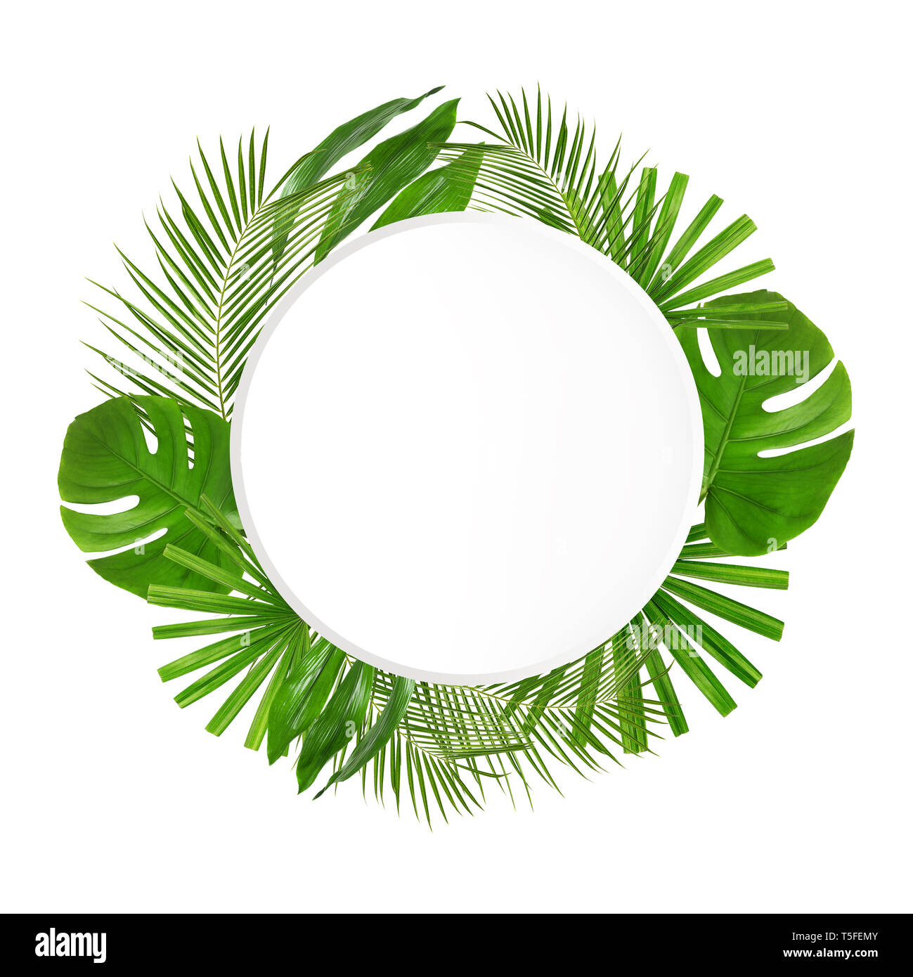 Cornice di verde foglie tropicali su sfondo bianco Foto Stock