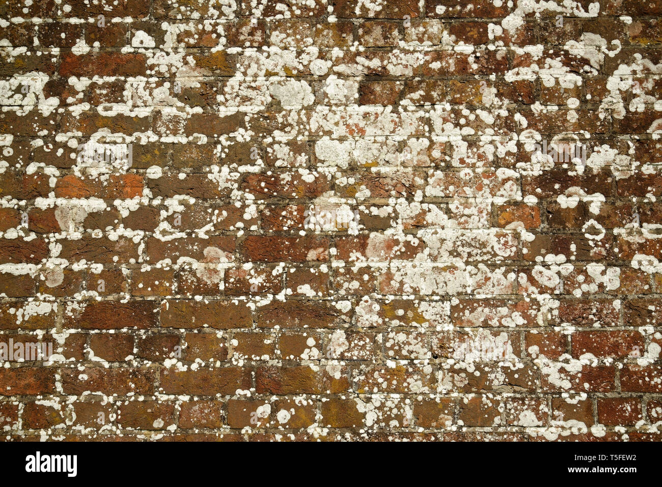 Bellissimo rosso vecchio muro di mattoni con un lichene e invecchiato di qualità. Foto Stock