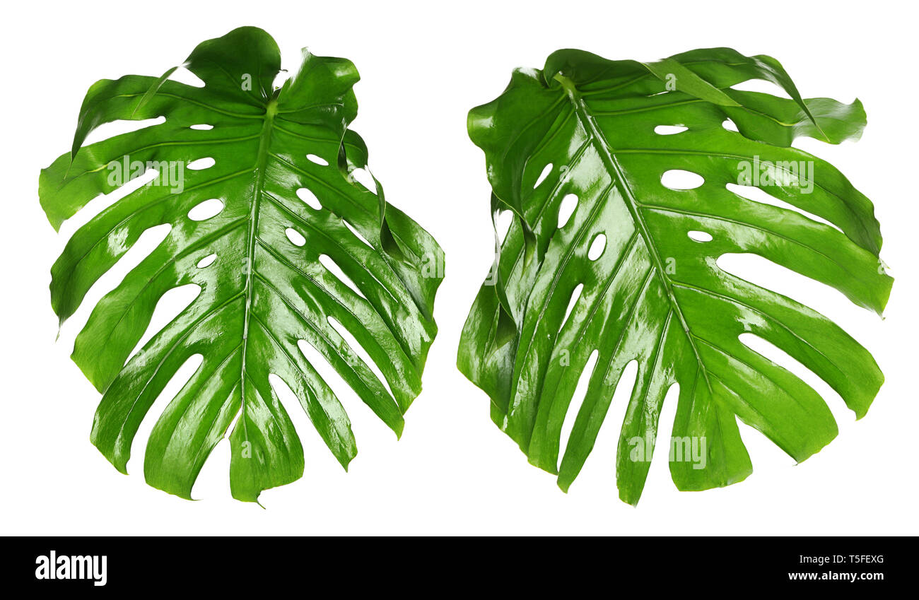 Verde foglie di monstera su sfondo bianco Foto Stock