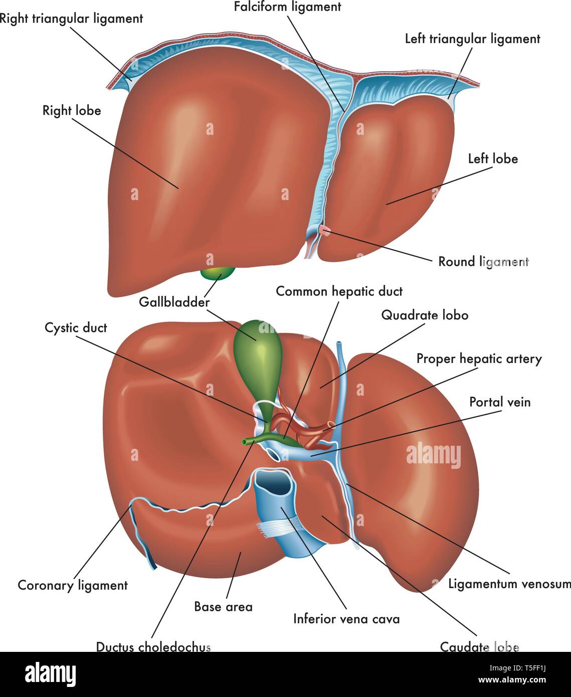 Medical illustrazione che mostra l'anatomia della vista frontale e vista posteriore del fegato con la descrizione delle varie parti. Illustrazione Vettoriale