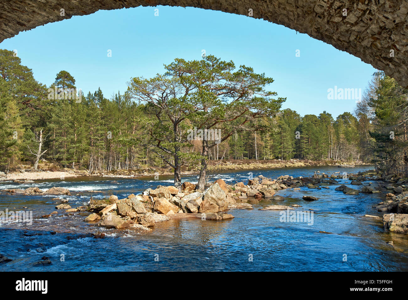 INVERCAULD BRIDGE O BRIGA O' DEE ABERDEENSHIRE Scozia guardando attraverso un arco del ponte per un'isola con albero in flusso Foto Stock