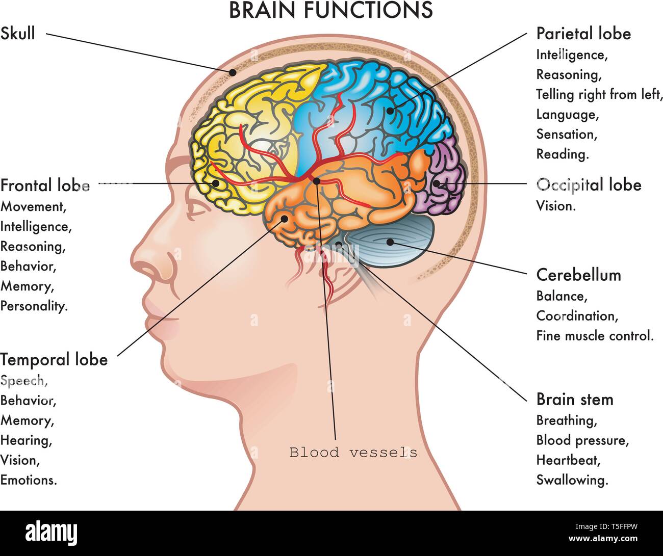 Grafico illustrazione vettoriale di una testa umana nel profilo che mostra le funzioni del cervello, isolata su uno sfondo bianco. Illustrazione Vettoriale