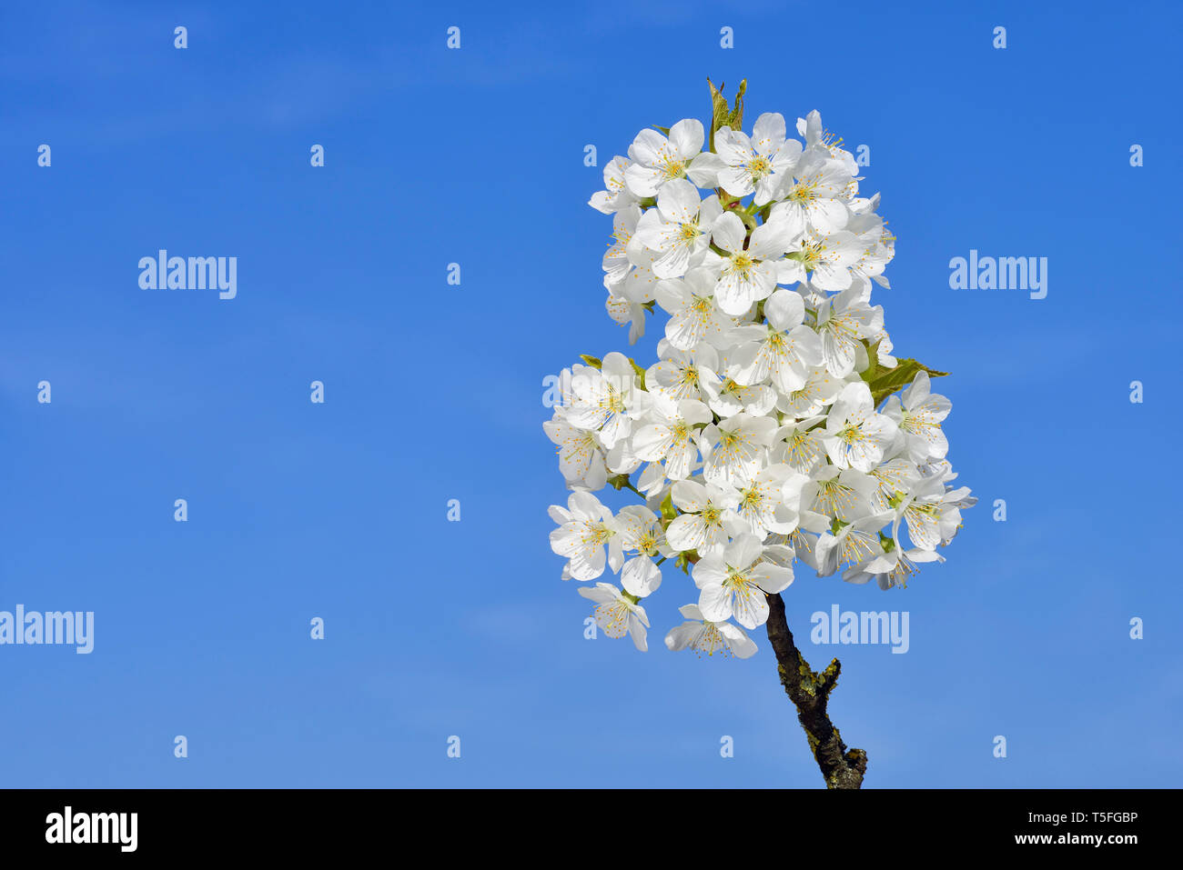 Germania Baden-Wuerttemberg, fiore di ciliegio contro il cielo blu, spazio di copia Foto Stock