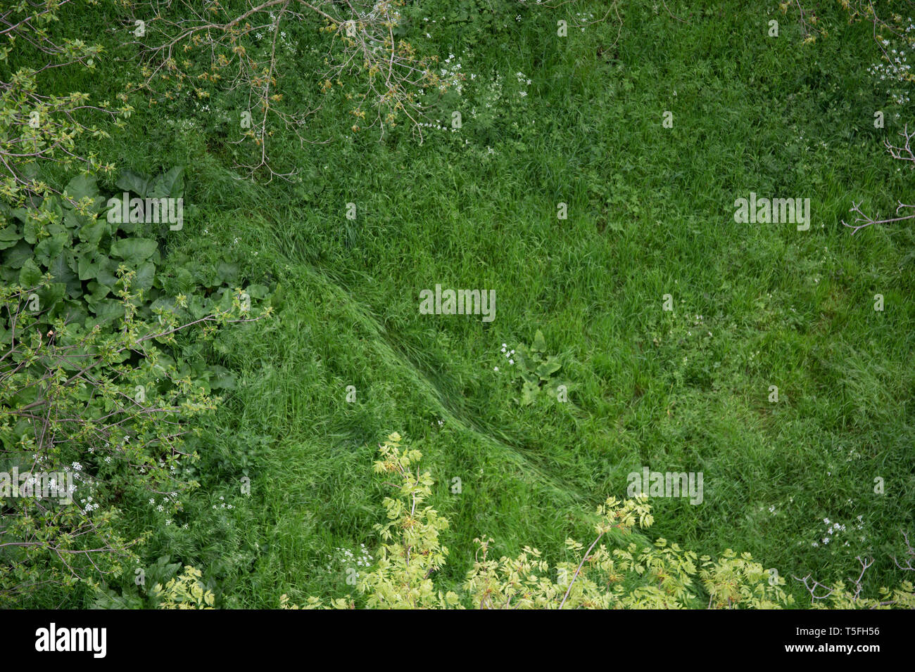 Calcato percorso attraverso un campo erboso, West London, England, Regno Unito Foto Stock