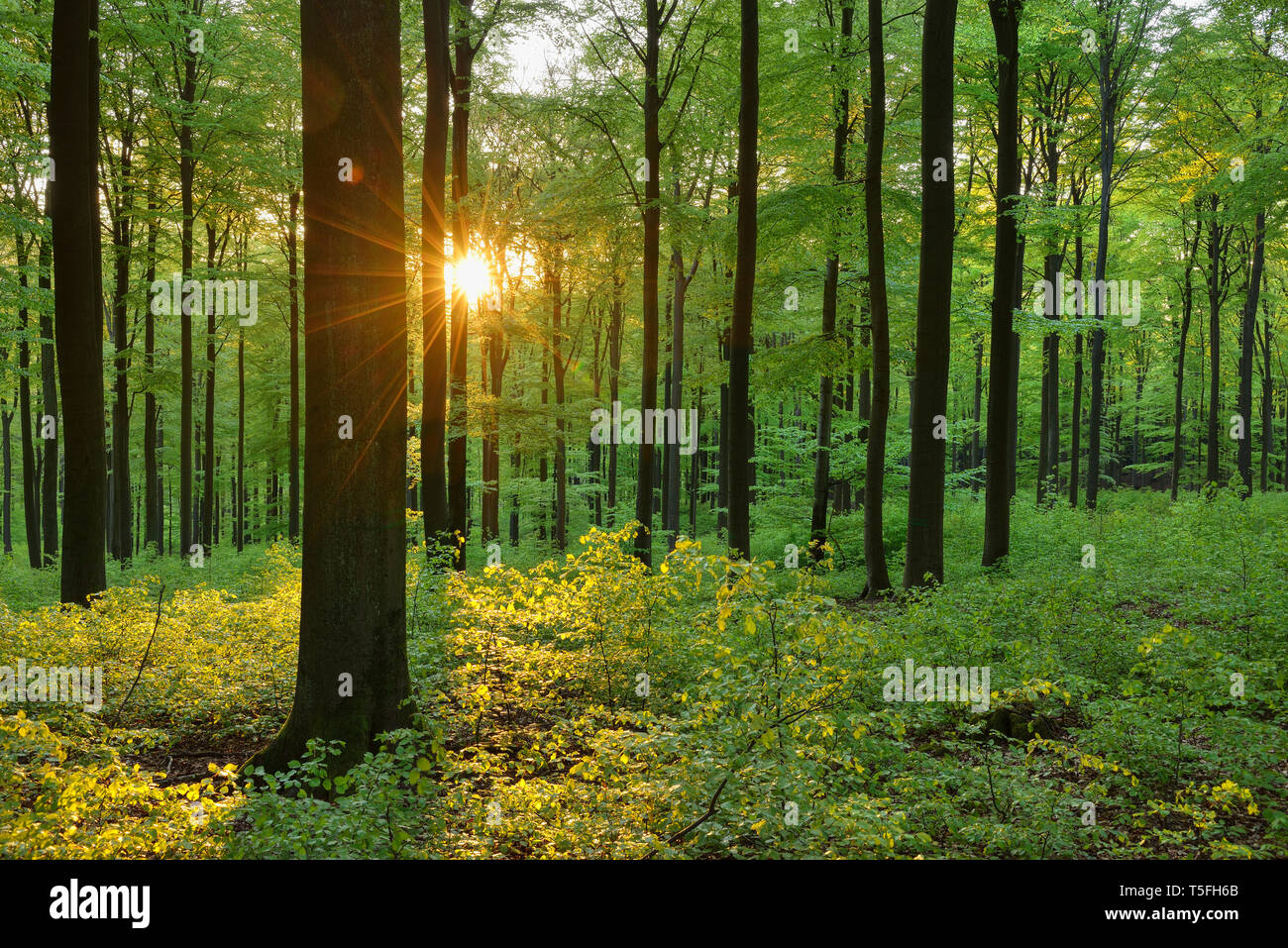 Verde bosco in primavera con sole e raggi solari, Westerwald, Renania-Palatinato, Germania Foto Stock