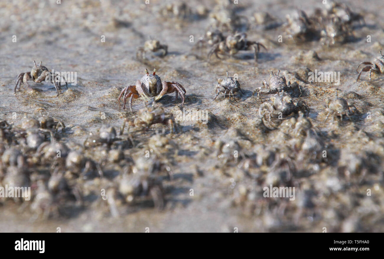 Migliaia di minuscoli sabbia gorgogliatore granchi gregge dalla spiaggia in acqua sulla isola tropicale Ko Lanta Foto Stock