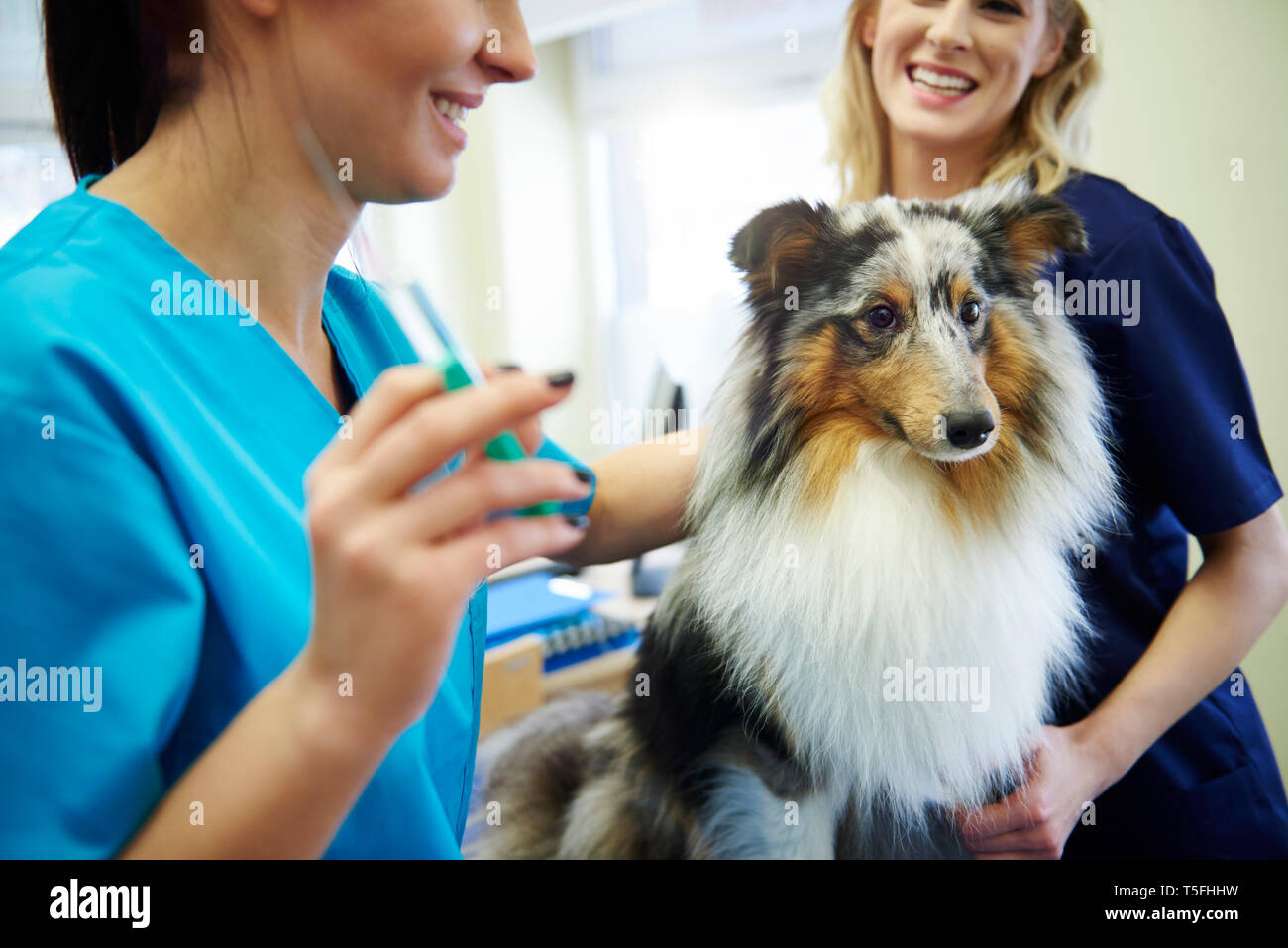 Cane riceve un'iniezione in chirurgia veterinaria Foto Stock