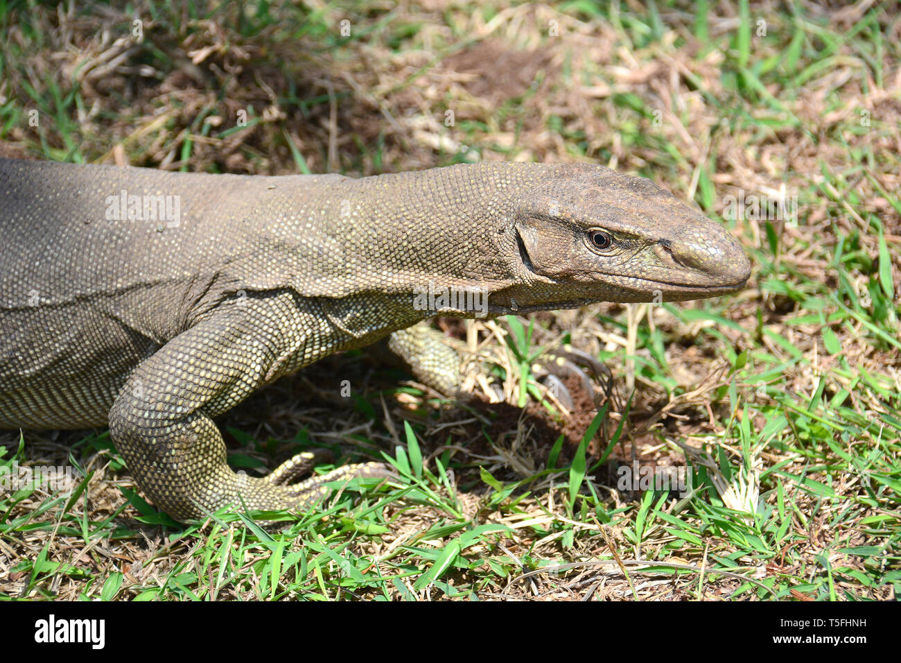 Monitor del Bengala, comuni indiana monitor, Bengalenwaran, Varanus bengalensis, bengáli varánusz, Sri Lanka Foto Stock