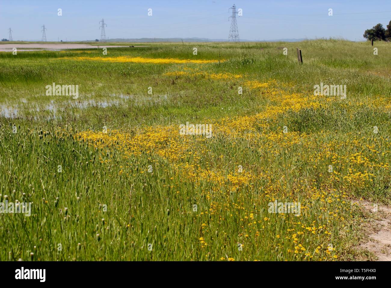 Fiori selvatici e Vernal Pond, Jepson Prairie Preserve, Dixon, California Foto Stock