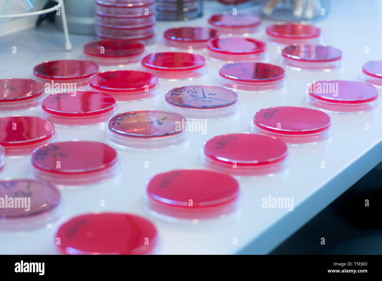 Capsule Petri con terreno di crescita in laboratorio Foto Stock