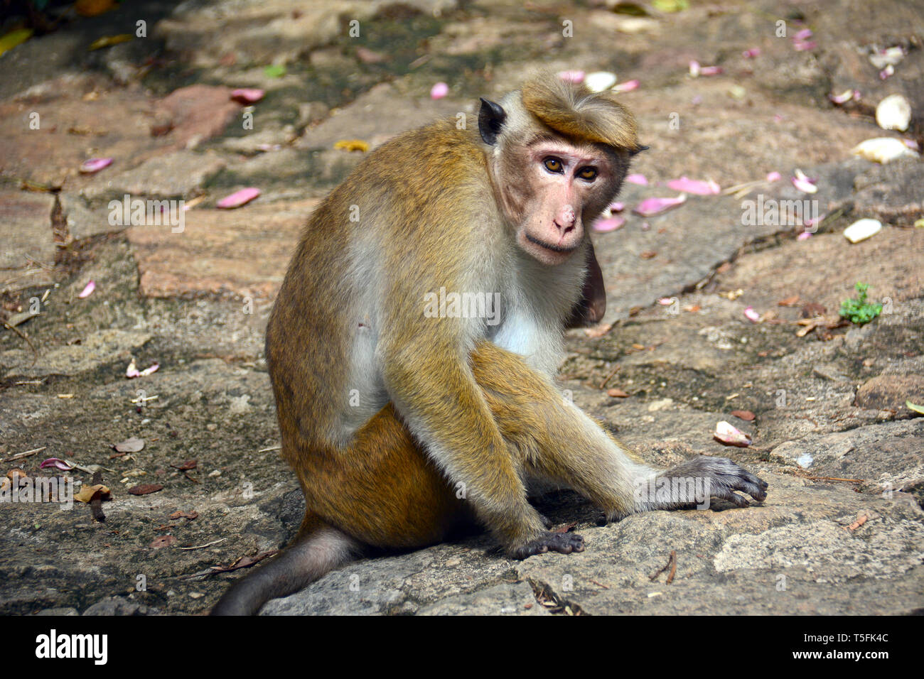 Macaco toque, Ceylon-Hutaffe, macaco à toque, Macaca sinica, ceyloni makákó, Sri Lanka Foto Stock
