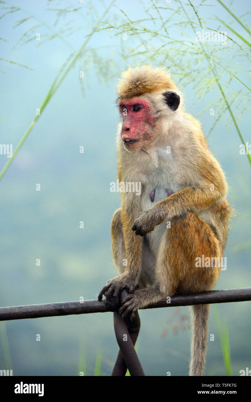 Macaco toque, Ceylon-Hutaffe, macaco à toque, Macaca sinica, ceyloni makákó, Sri Lanka Foto Stock