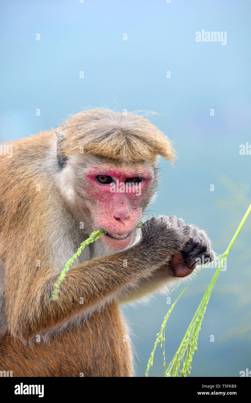 Macaco toque, Ceylon-Hutaffe, macaco à toque, Macaca sinica, ceyloni makákó, Sri Lanka Foto Stock