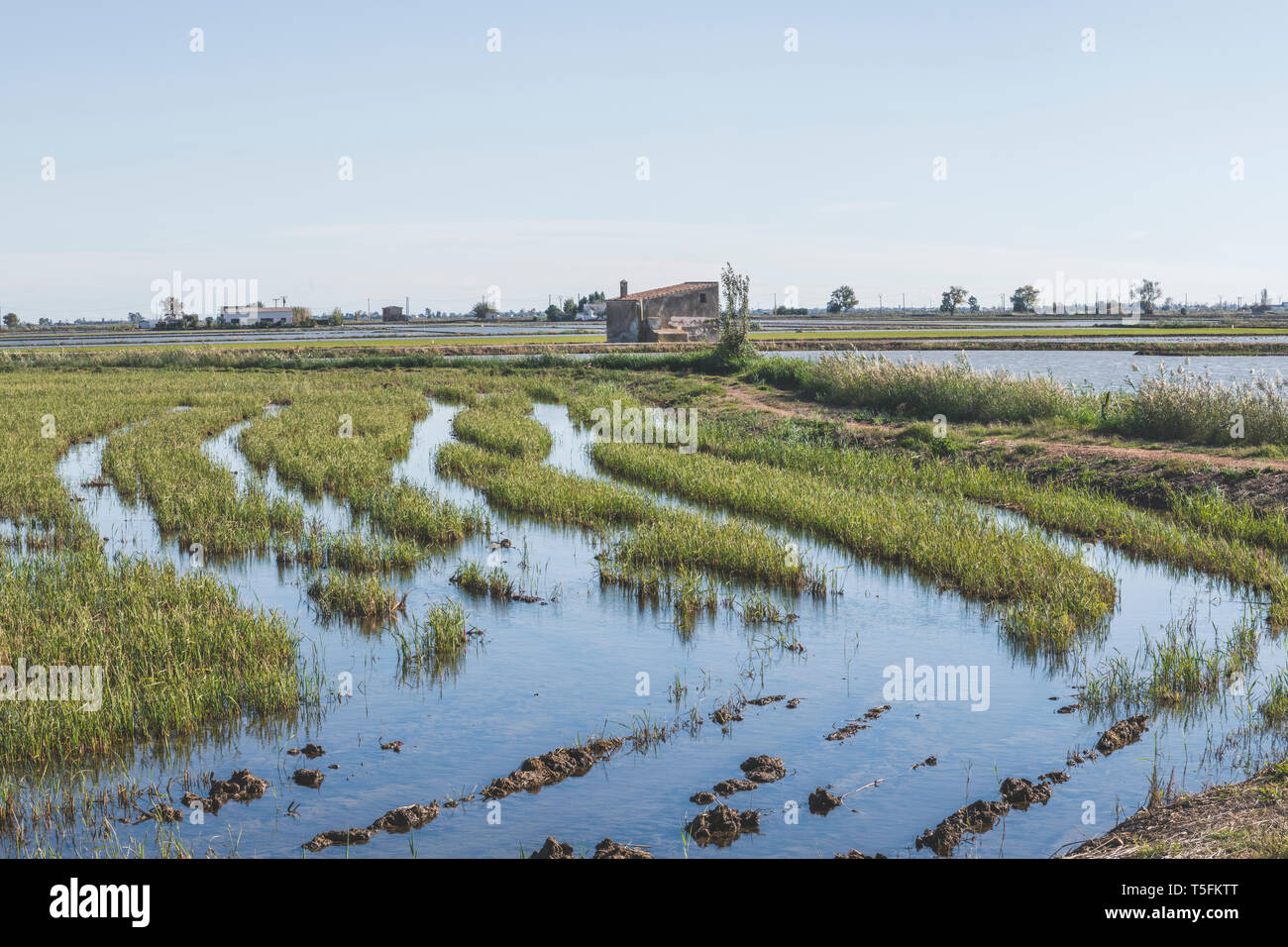 In Spagna, il delta del fiume Ebro, vista di risaie. Foto Stock