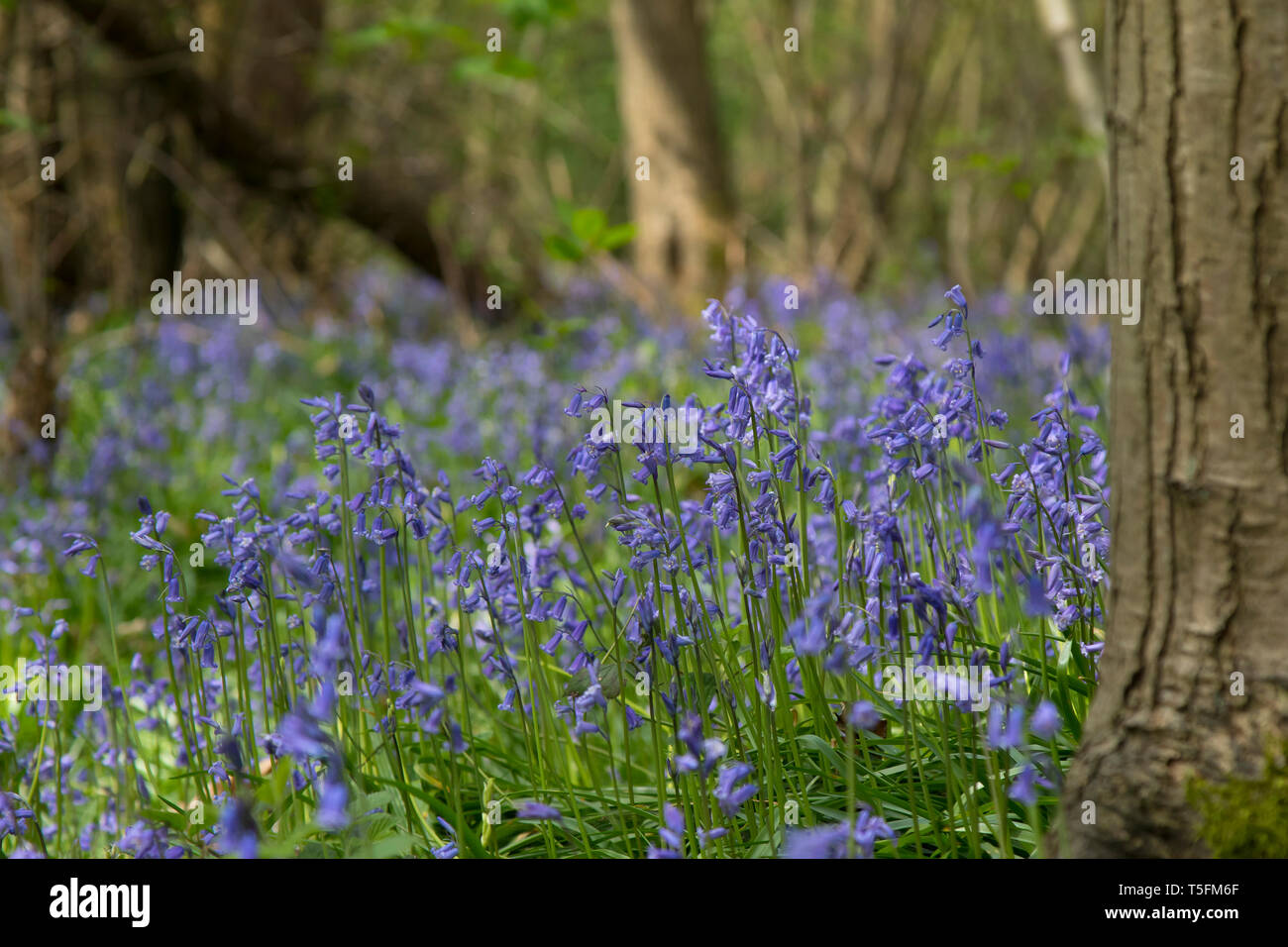Close up di primavera inglese bluebells comune (Hyacinthoides non scripta) nel loro ambiente naturale. Piuttosto bluebell fiori e felci nel bosco del Regno Unito. Foto Stock