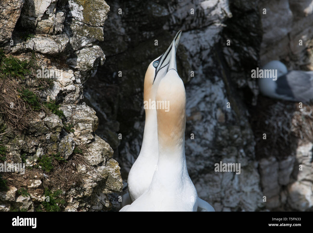 Gannett coppia bonding, Bempton Cliffs, Yorkshire Foto Stock