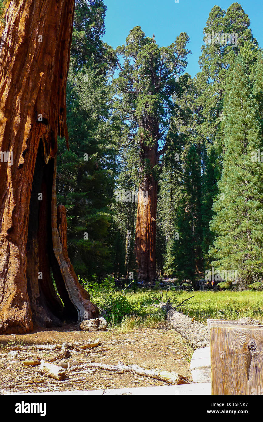 Redwood alberi di Sequoia National Park Foto Stock