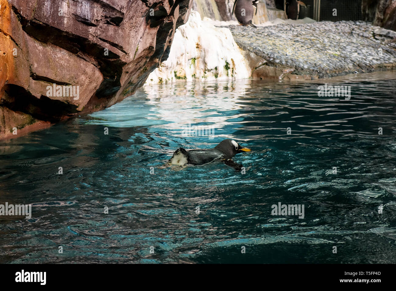 Un pinguino che nuota passato presso l'ANTARTIDE : Impero del pinguino attrazione, Seaworld di Orlando. Foto Stock