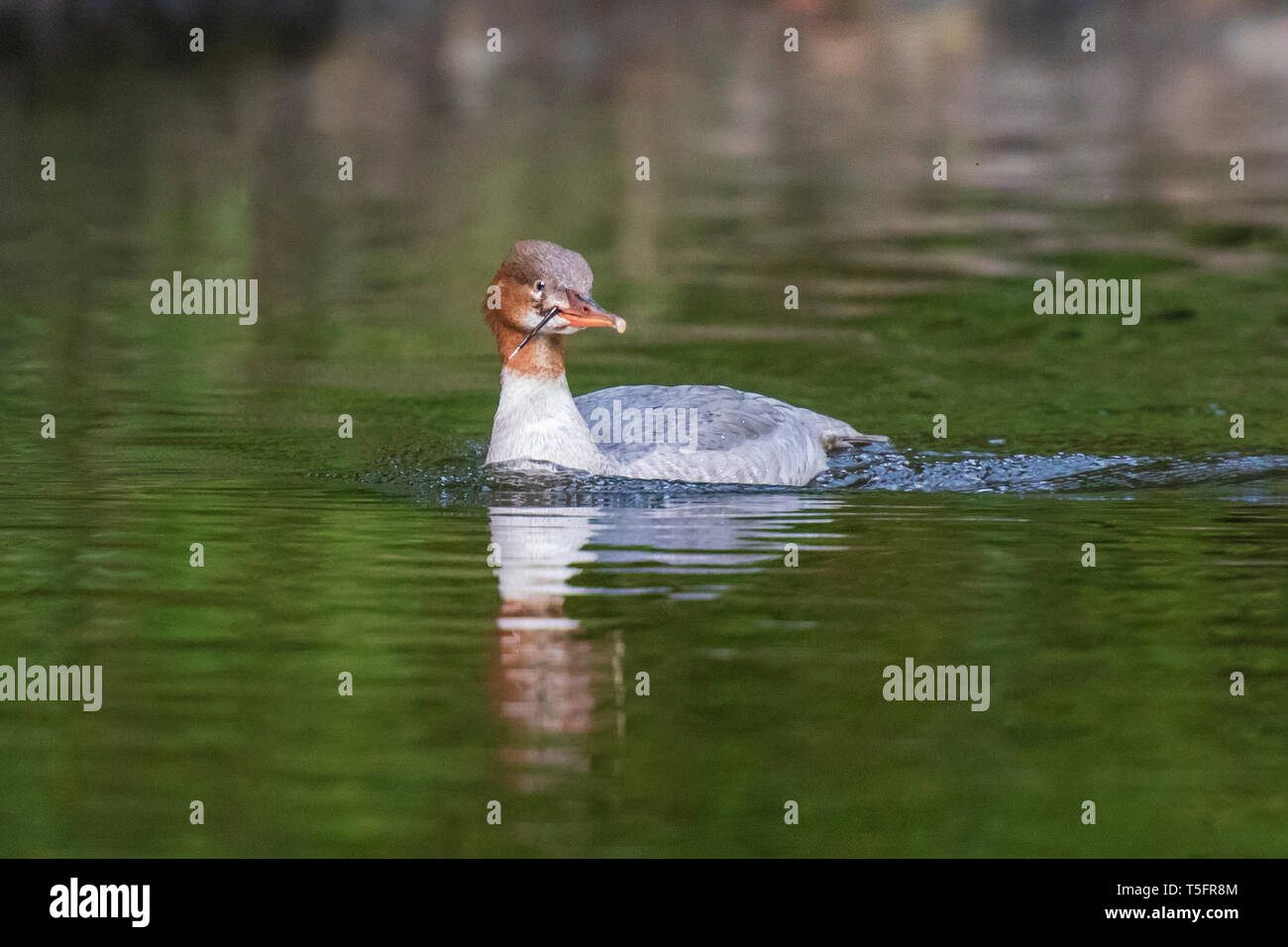 Una femmina di smergo maggiore con un esca agganciato nel suo becco Foto Stock
