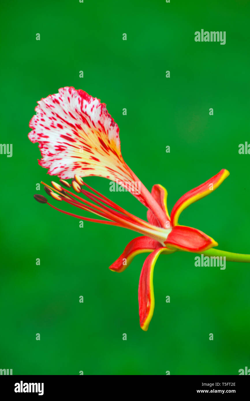 Gulmohar flower, Visakhapatnam, Andhra Pradesh, India, Asia Foto Stock