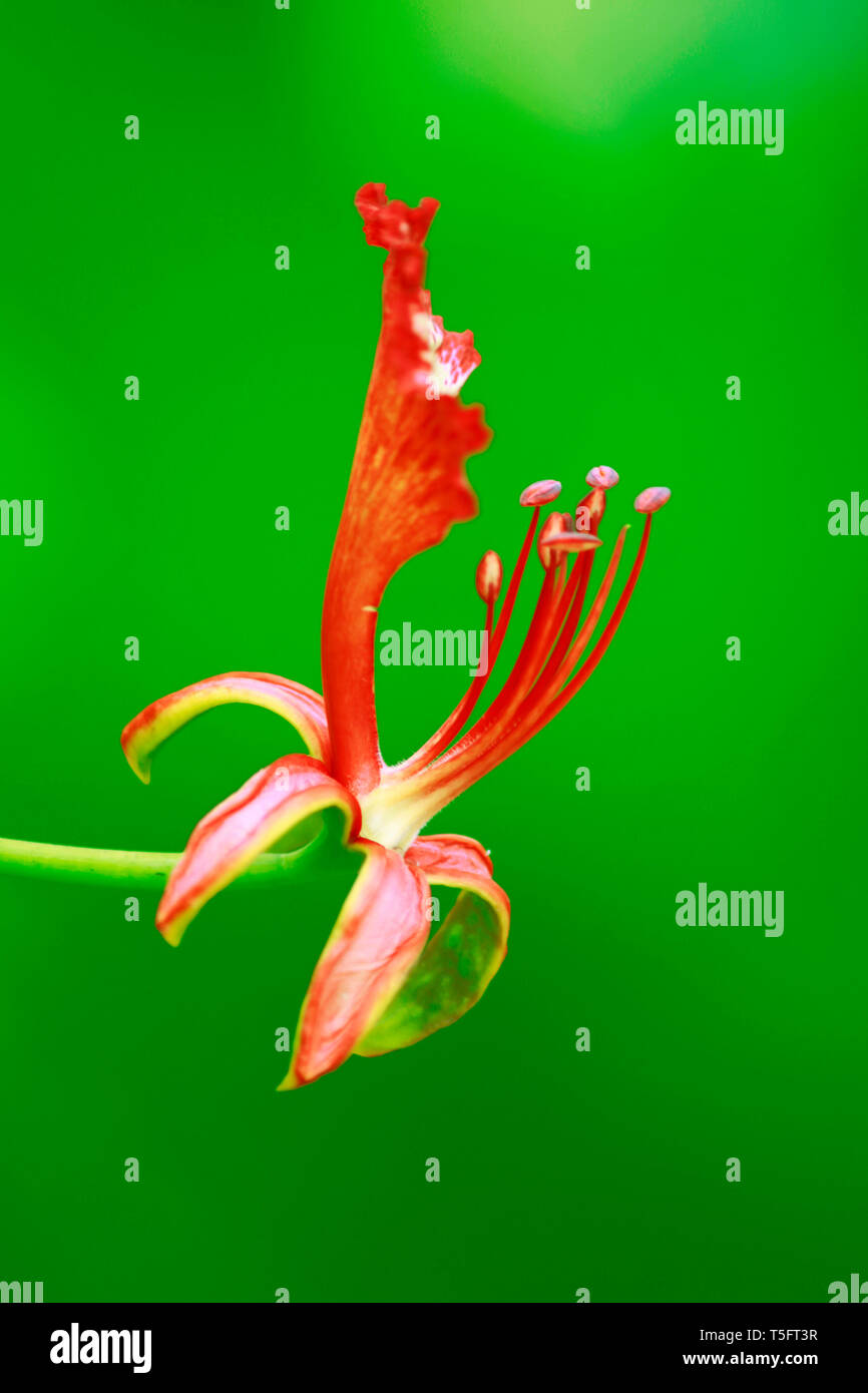 Gulmohar flower, Visakhapatnam, Andhra Pradesh, India, Asia Foto Stock