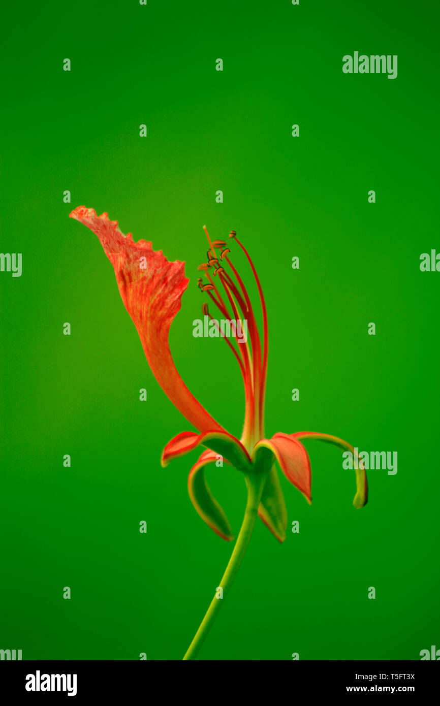 Gulmohar flower, Visakhapatnam, Andhra Pradesh, India, Asia Foto Stock