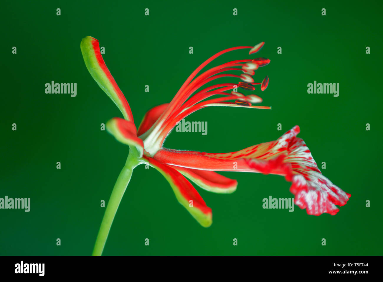Gulmohar flower, Visakhapatnam, Andhra Pradesh, India, Asia Foto Stock
